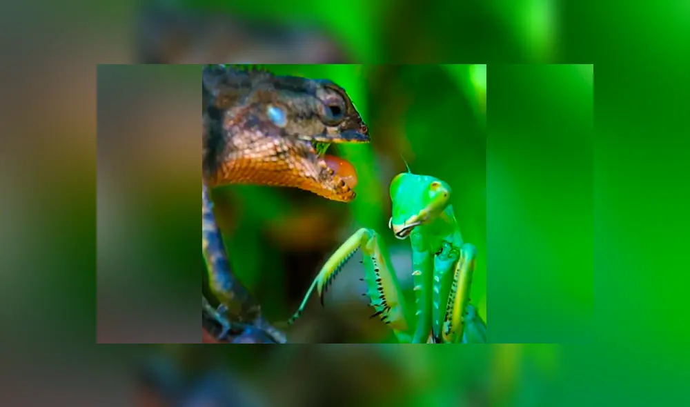 Un video viral muestra la feroz batalla que tuvieron un lagarto y una mantis religiosa. Un video viral muestra la feroz batalla que tuvieron un lagarto y una mantis religiosa.