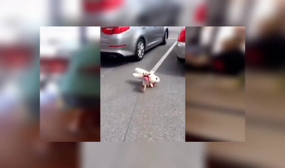 Desliza las imágenes hacia la izquierda para conocer el amoroso comportamiento de una perrita cuando recibe un regalo.