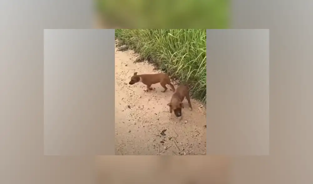 Desliza hacia la izquierda para ver las imágenes del viral de Facebook. Foto: Captura.