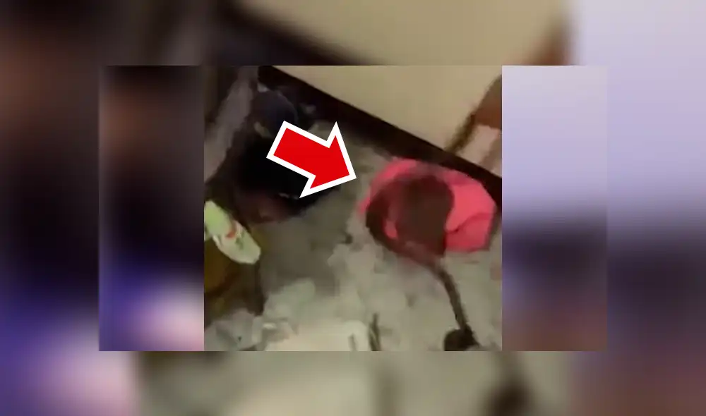 El rescatista halló la verdadera identidad de la criatura venenosa.