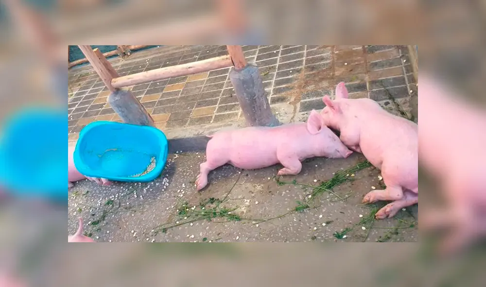 Denuncian que animales viven en malas condiciones en la granja de Plaza Norte [FOTOS y VIDEO]