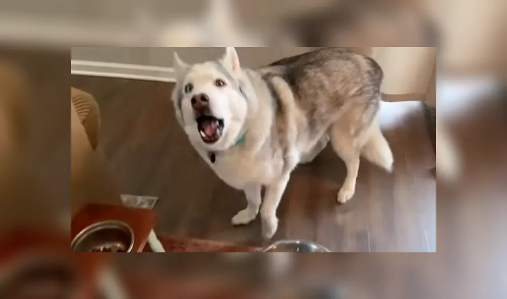 Vía Facebook. La curiosa conducta del can llamó la atención de su dueña, quien no perdió la oportunidad para grabarlo y compartirlo en redes Vía Facebook. La curiosa conducta del can llamó la atención de su dueña, quien no perdió la oportunidad para grabarlo y compartirlo en redes
