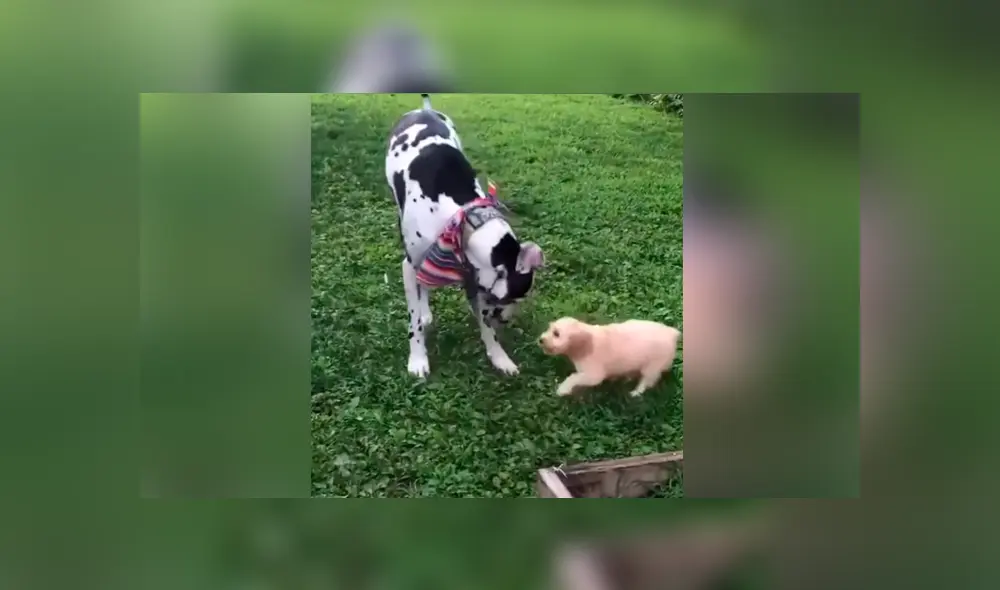 Desliza para ver los momentos más destacados del tierno video que se hizo viral en Facebook. Desliza para ver los momentos más destacados del tierno video que se hizo viral en Facebook.