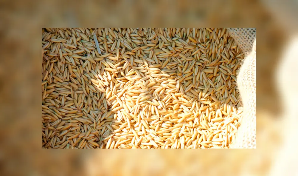 arroz cáscara arroz cáscara