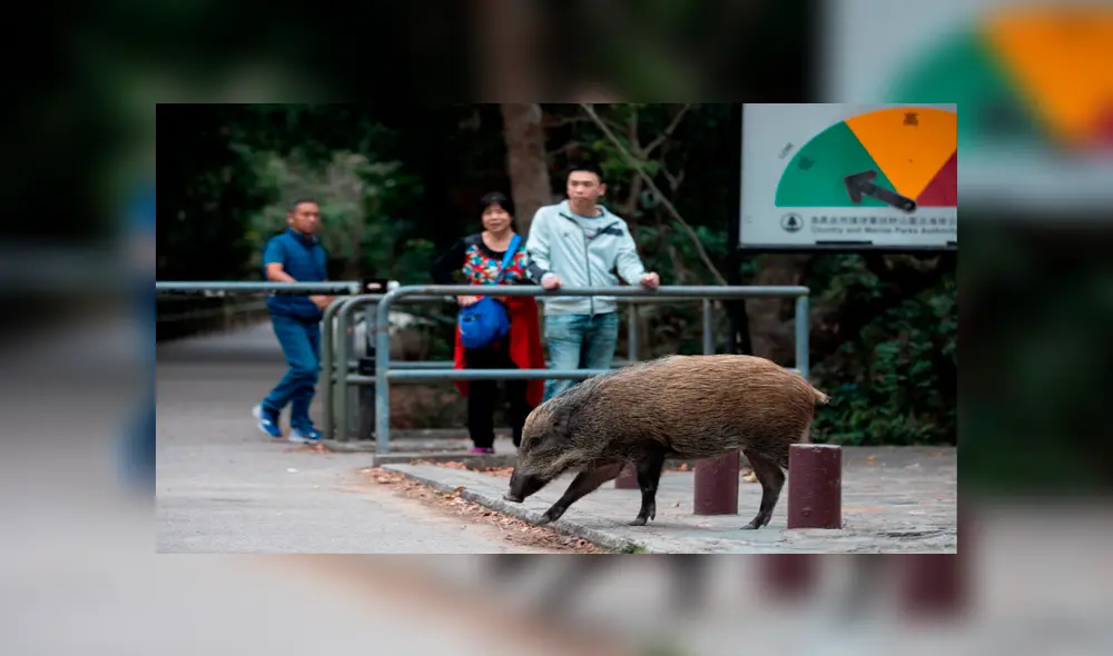 China: Hong Kong se enfrenta a una invasión de jabalíes [FOTOS]