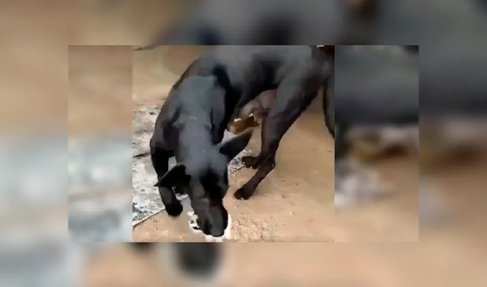 Video es viral en YouTube. El can se percató del indefenso animal y lo llevó hasta su refugio para alimentarlo junto a otro gato y su cachorro recién nacido Video es viral en YouTube. El can se percató del indefenso animal y lo llevó hasta su refugio para alimentarlo junto a otro gato y su cachorro recién nacido