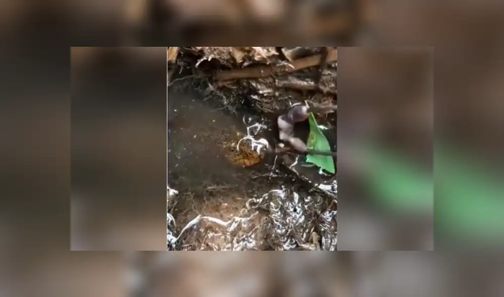 Si quieres ver el aspecto del misterioso pez que aparece en el video viral de Facebook, revisa nuestra galería de fotos, deslizando cada foto hacia la izquierda. Si quieres ver el aspecto del misterioso pez que aparece en el video viral de Facebook, revisa nuestra galería de fotos, deslizando cada foto hacia la izquierda.