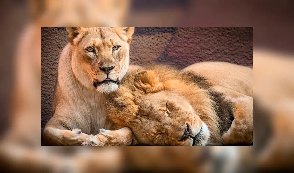 Hubert y Kalisa ya habían sobrepasado considerablemente el promedio de vida de un león en cautiverio. Foto: Infobae
