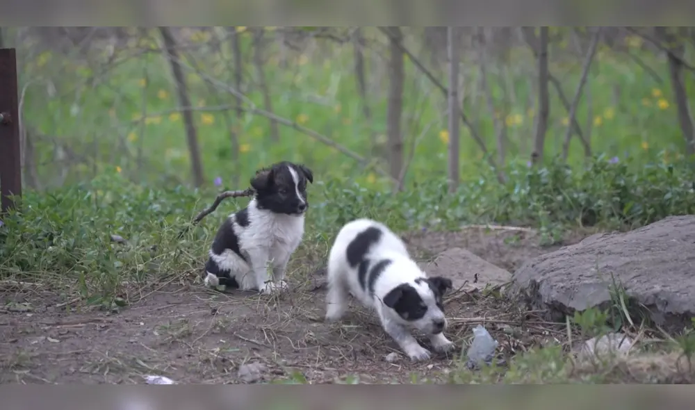Chernobyl: el cruel destino de los perros radioactivos tras el accidente nuclear