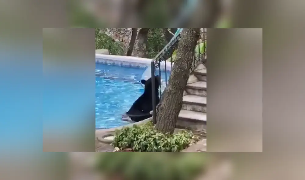 A través de Facebook se hizo viral el momento en que captan a un oso entrando a la piscina de una casa. A través de Facebook se hizo viral el momento en que captan a un oso entrando a la piscina de una casa.
