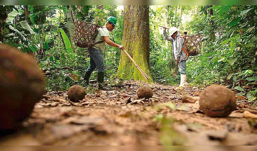 COSECHA. Casi 25 mil personas de Madre de Dios se dedican al cultivo de la castaña.