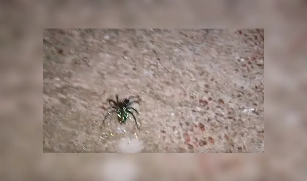 Una familia encuentra una extraña araña brillante con sus crías dentro de su casa. Una familia encuentra una extraña araña brillante con sus crías dentro de su casa.