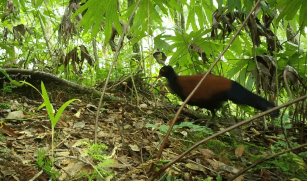 La paloma-faisán de nuca negra solo vive en la isla Fergusson, en el archipiélago D’Entrecasteaux (Nueva Guinea). Foto: Doka Nason / American Bird Conservancy