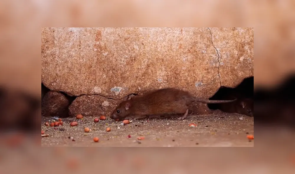 YouTube: ¿Conoces el 'Templo de las ratas' de la India? Aquí la sorprendente historia de este santuario