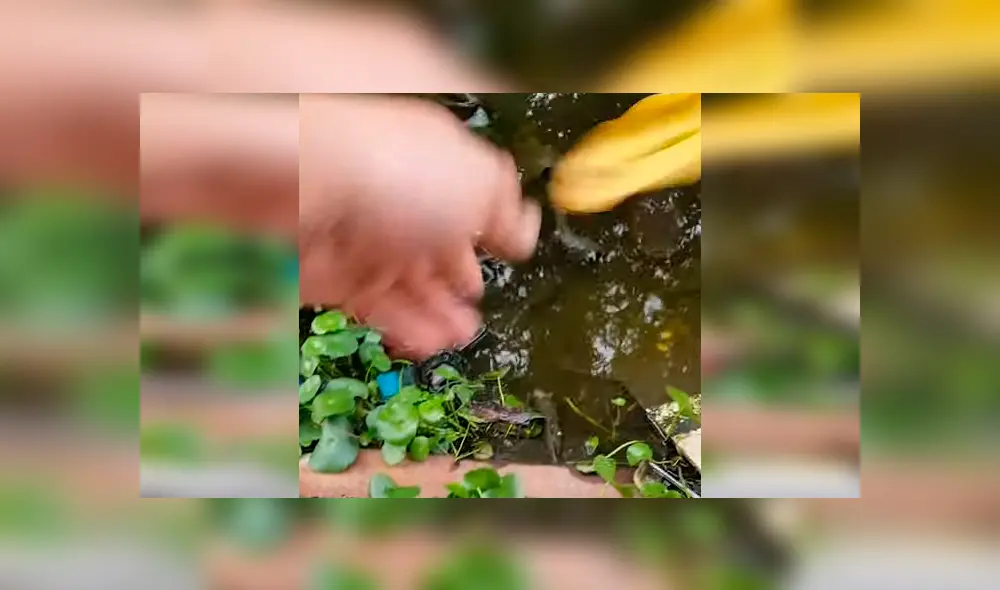 Arroja carnada en pantano, sin imaginar que extraña criatura aparecería [VIDEO] 