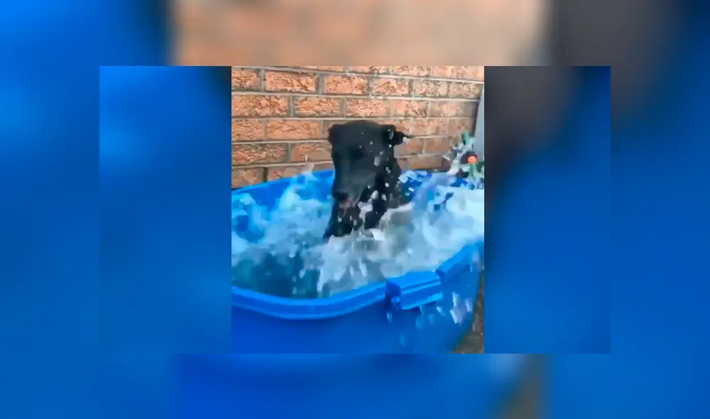 Facebook viral: mujer baña por primera vez a perro que rescató de la calle y este tiene curiosa reacción Facebook viral: mujer baña por primera vez a perro que rescató de la calle y este tiene curiosa reacción