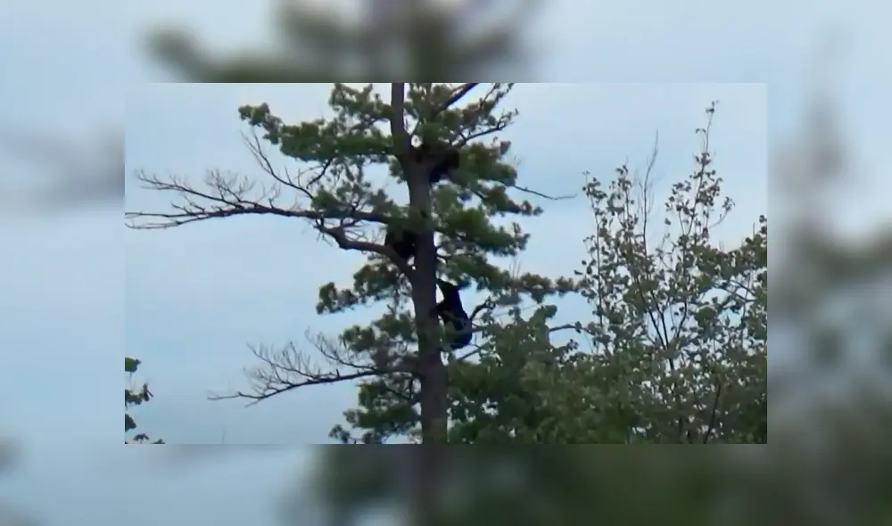 Los osos negros son unos excelentes trepadores, se los ha visto incluso subir por empinadas montañas. Foto: Viral Hog/YouTube