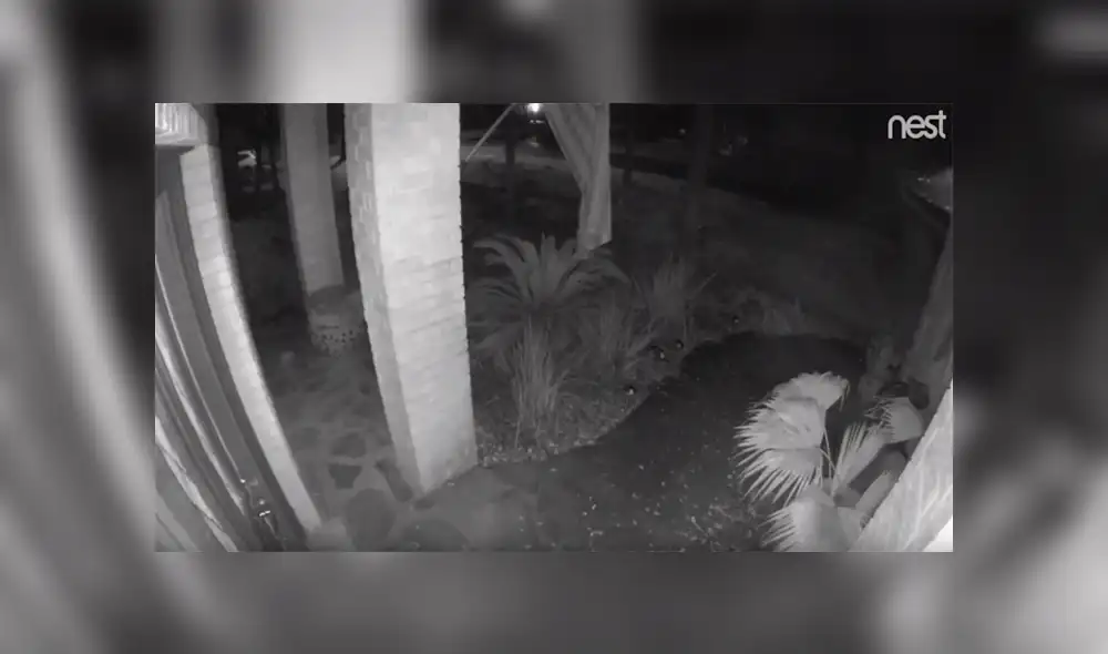 YouTube viral: espeluznante “gato fantasma” es captado caminando en la calle y desapareciendo de la nada [VIDEO] 