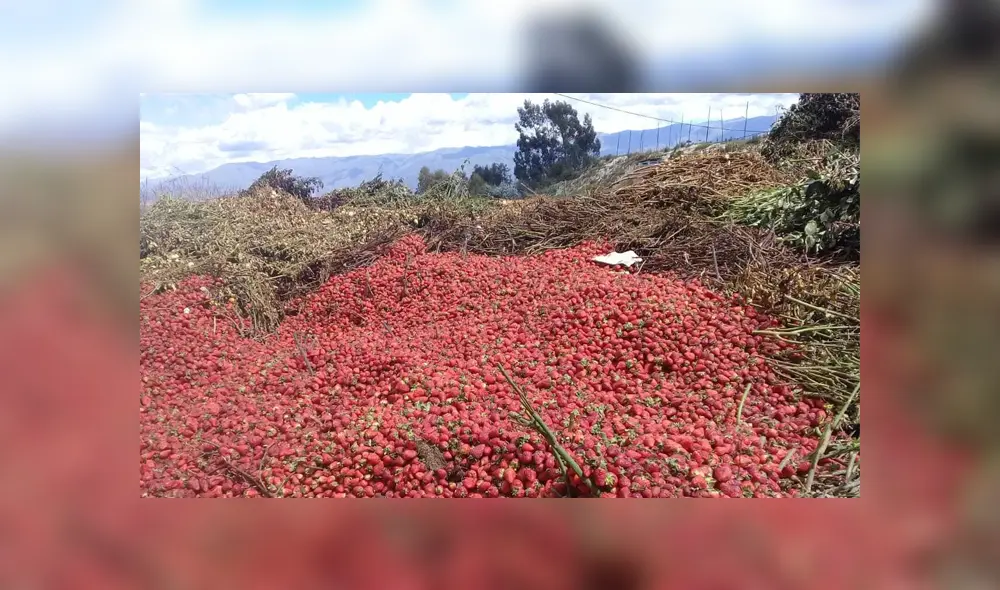 frasas ancash shillcop