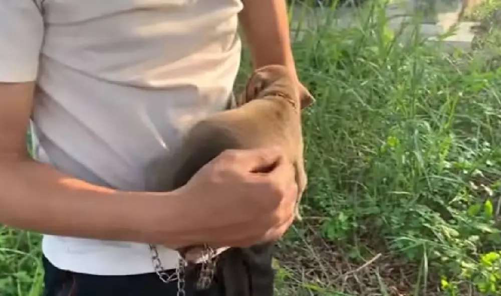 El hombre encontró al perro encadenado a un árbol en un terreno abandonado. Foto: YouTube/Captura/Animal SafeGuard