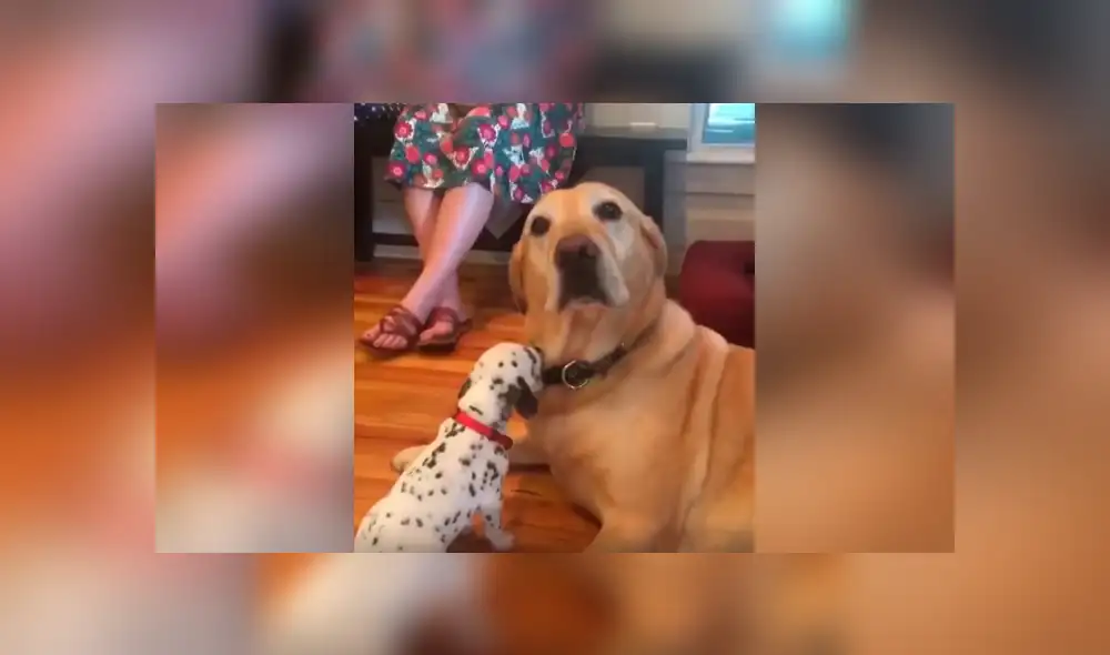 Desliza las imágenes para conocer el comportamiento de un perro al estar junto a la nueva mascota de su dueño. Desliza las imágenes para conocer el comportamiento de un perro al estar junto a la nueva mascota de su dueño.