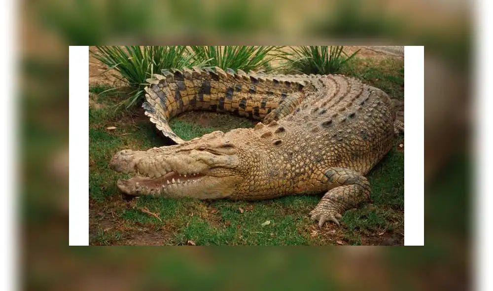 Facebook viral: hombre visitó pantano abandonado, se acerca y enorme reptil intentó devorarlo [VIDEO] 
