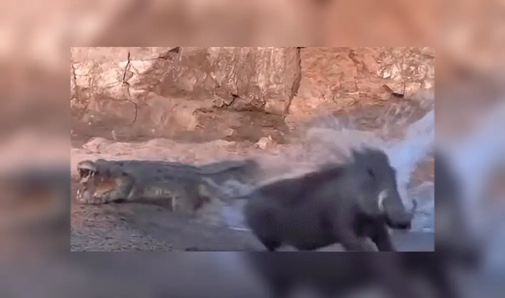 YouTube viral: sediento jabalí acudió a lago para beber agua y se encontró con feroz cocodrilo [VIDEO]