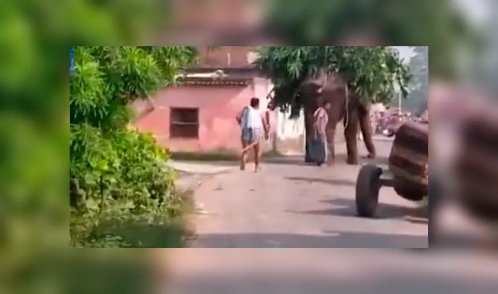 Violenta reacción de un elefante en India se hizo viral. Foto: Captura/News4nation.com