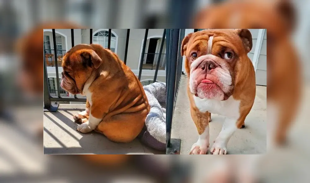 Desliza la imagen de Facebook para verlas todas.