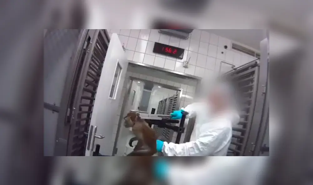 Monos colgados por el cuello y gatos con 13 extracciones de sangre: laboratorio de terroríficos experimentos [FOTOS] 