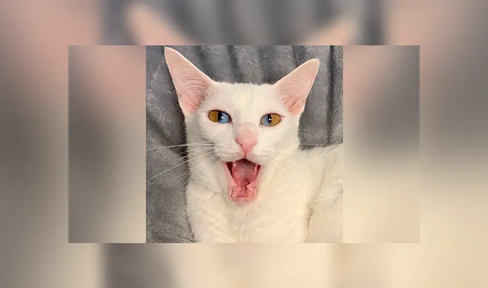 YouTube viral: gato que tiene los ojos de dos colores se vuelve 'influencer' por su extraña condición