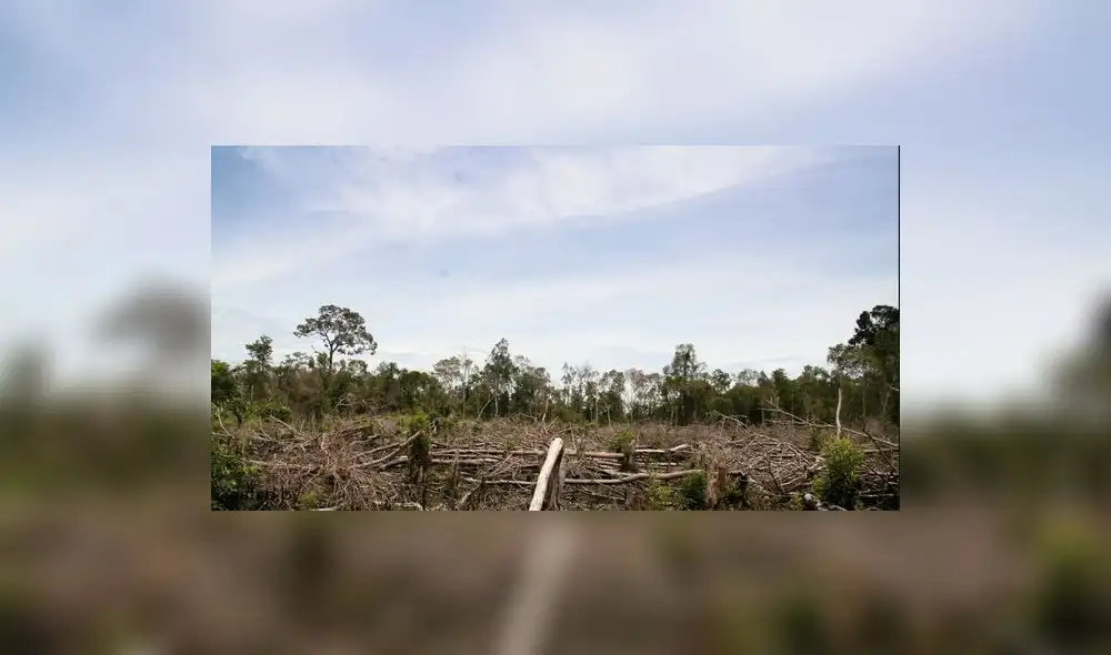 En el 2015 nuestro país perdió 156 mil hectáreas de bosques amazónicos En el 2015 nuestro país perdió 156 mil hectáreas de bosques amazónicos