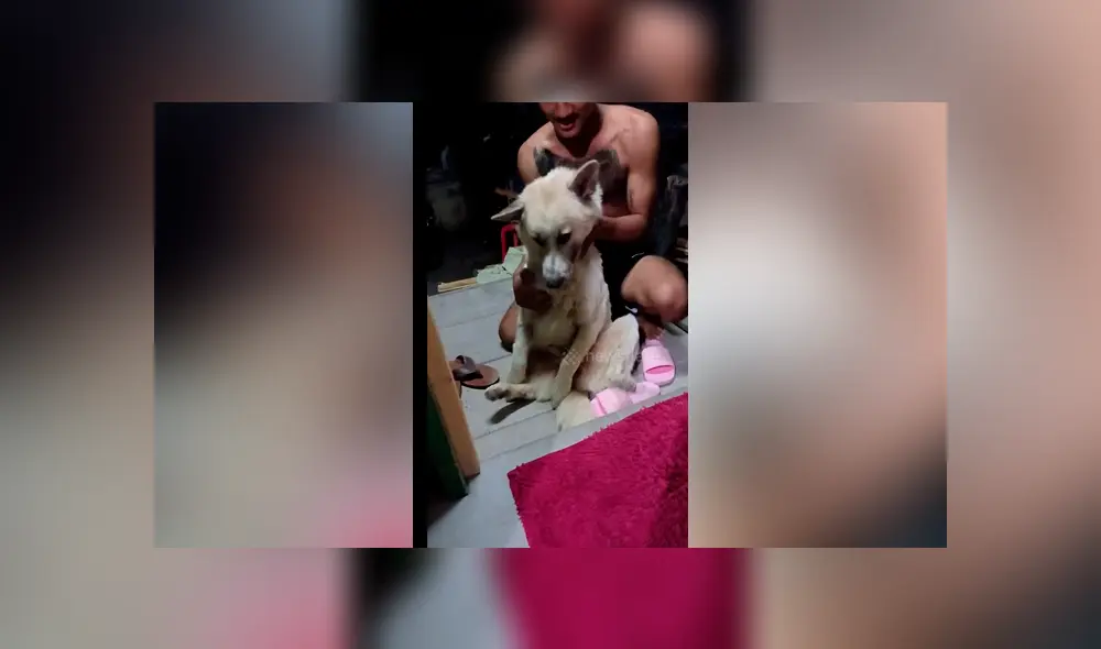 YouTube viral: perrito no quiso que dueño lo bañe y fingió su muerte [VIDEO]