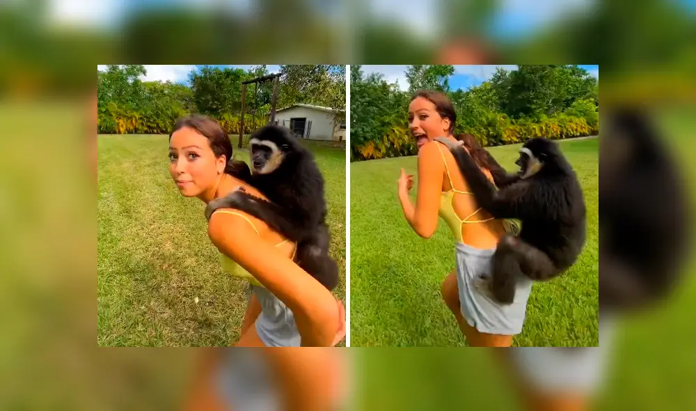 La emotiva reacción del mono ha conmovido a varios usuarios de TikTok. Foto: captura