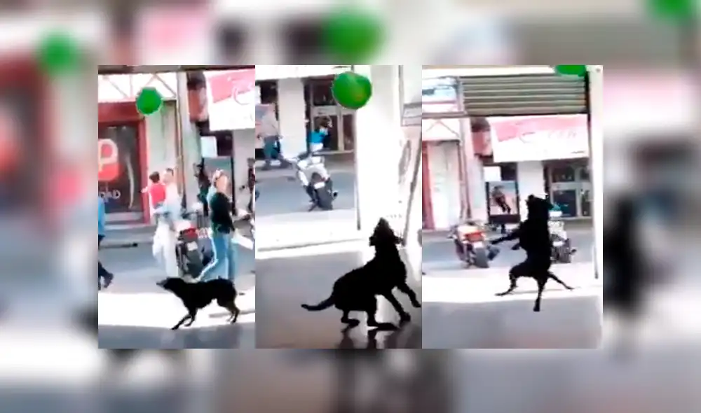Vía Facebook: Perro encuentra globo en la calle y esta es su asombrosa reacción [VIDEO]