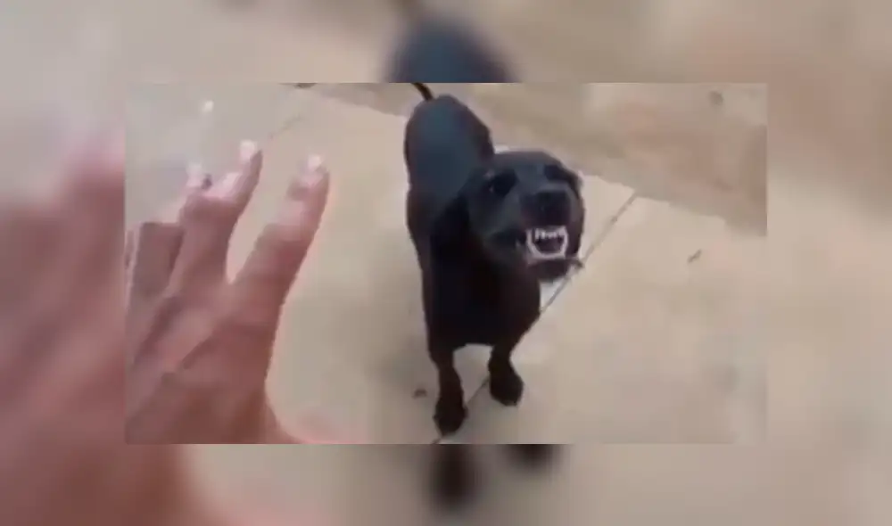 Facebook viral: creyó que perro estaba ‘poseído’ e intentó ‘exorcizarlo’, sin saber que reaccionaría así [VIDEO]