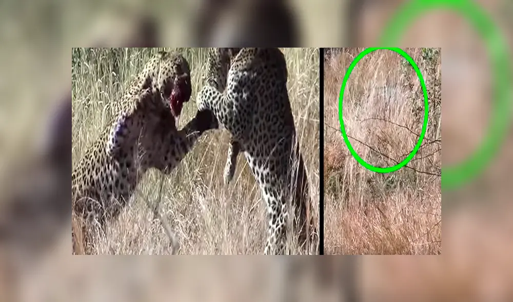 Video se viralizó en YouTube. Un enorme leopardo cazó un jabalí para saciar su hambre, sin sospechar que su “enemigo” se aparecería para distraerlo con sus ataques. Video se viralizó en YouTube. Un enorme leopardo cazó un jabalí para saciar su hambre, sin sospechar que su “enemigo” se aparecería para distraerlo con sus ataques.