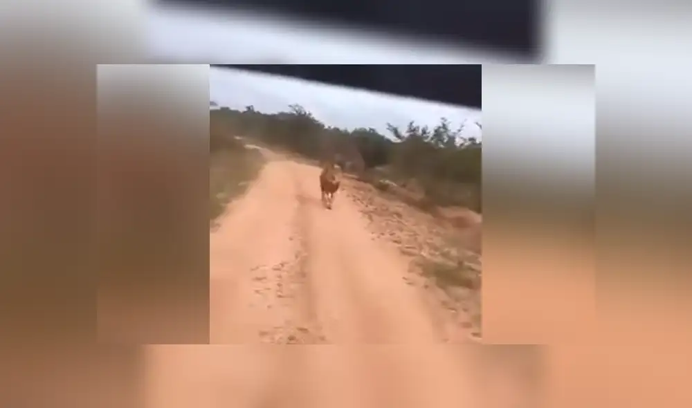 Un video viral de YouTube registró el momento en que un enfurecido león persigue a un grupo de turistas que hacían safari. Un video viral de YouTube registró el momento en que un enfurecido león persigue a un grupo de turistas que hacían safari.