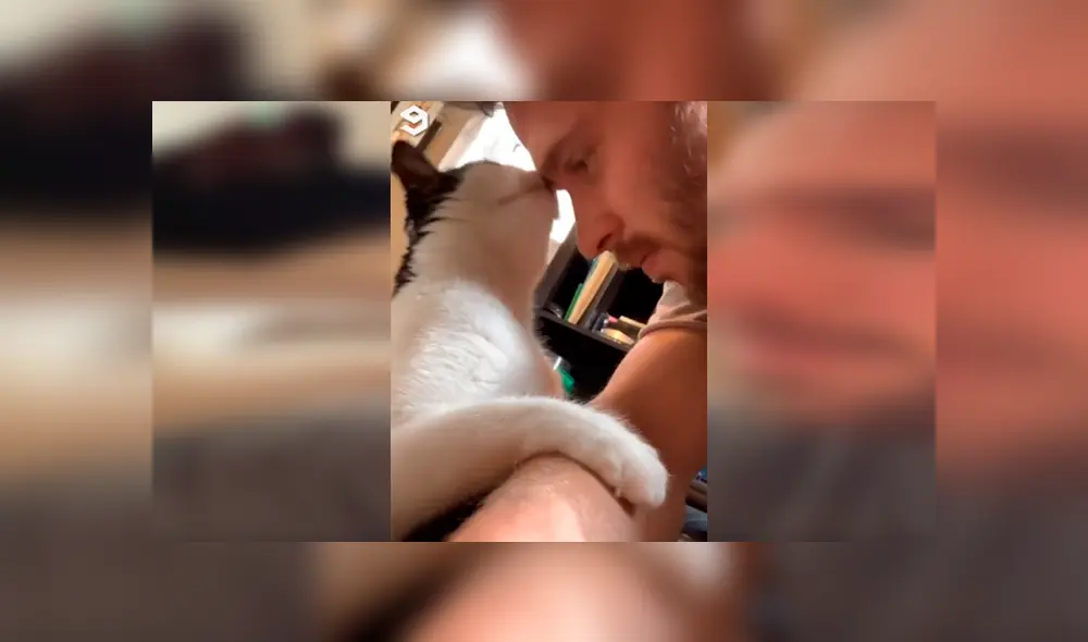 Desliza las imágenes hacia la izquierda para observar los tiernos gestos de un gato para agradecer a su nuevo dueño.