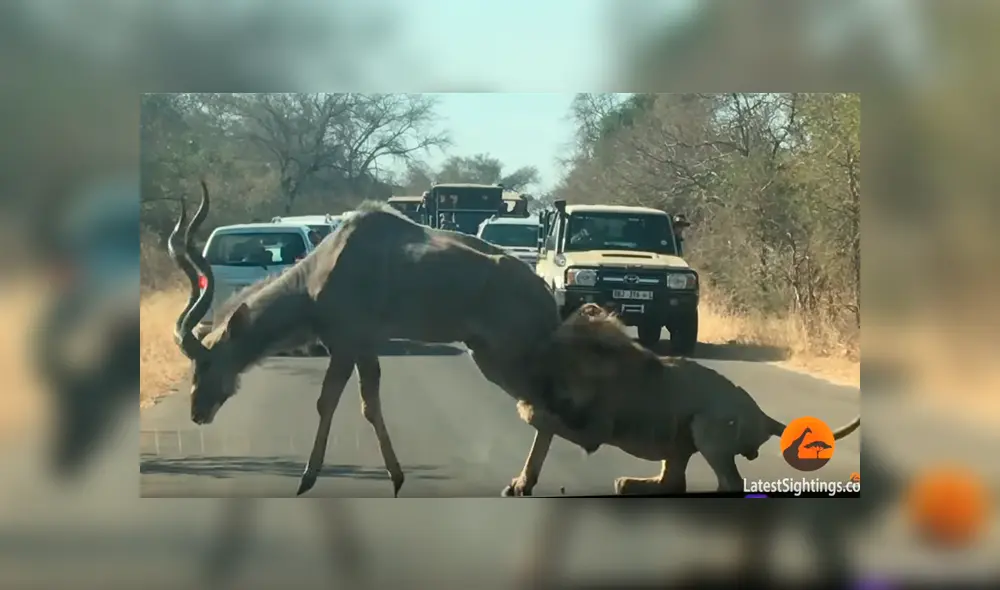 Vía YouTube. Turistas compartieron la impresionante escena de la que fueron testigos durante un recorrido en su camioneta por un parque de Sudáfrica Vía YouTube. Turistas compartieron la impresionante escena de la que fueron testigos durante un recorrido en su camioneta por un parque de Sudáfrica