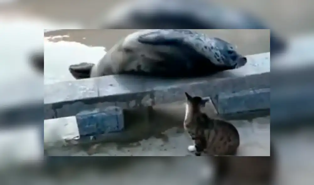Facebook viral: cobarde foca finge su muerte para que gato no le siga golpeando [VIDEO]