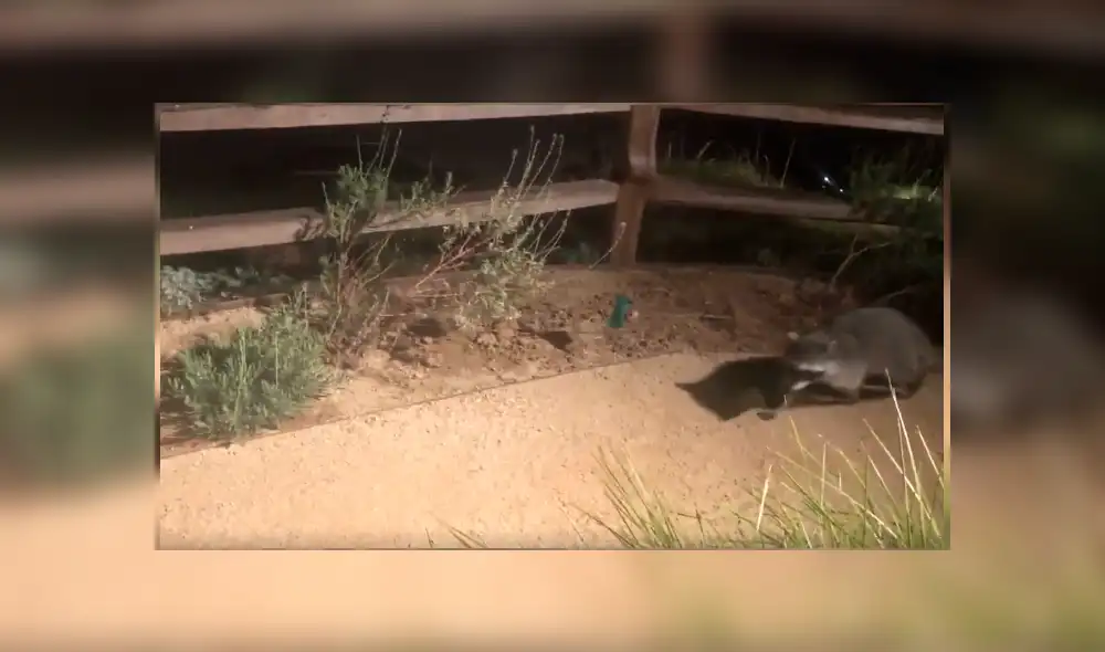 Video es viral en Facebook. Los animales se percataron de que los estaban grabando y adoptaron una insólita conducta que ha sorprendido a más de uno