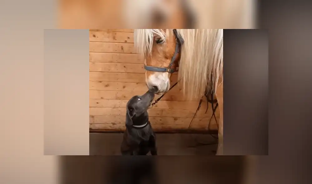 Desliza hacia la izquierda para ver las imágenes del viral de Facebook.