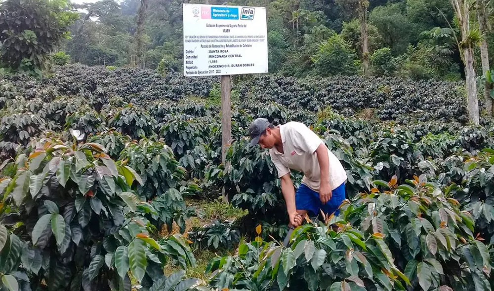 Uso de tecnología se realiza mediante el proyecto Café Vraem.