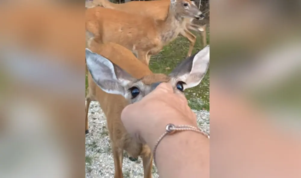 Los animales lucen bastante amigables con la pareja e, incluso, se acercan a ellos cuando le extienden la mano. Foto: captura de YouTube