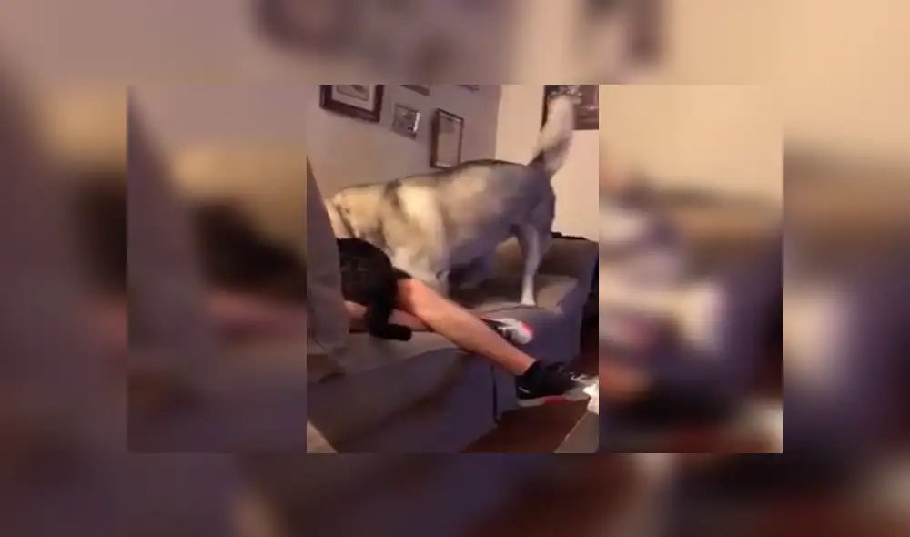 Desliza las imágenes para apreciar la singular reacción del perro tras percatarse que su dueño acariciaba a la nueva mascota. Desliza las imágenes para apreciar la singular reacción del perro tras percatarse que su dueño acariciaba a la nueva mascota.