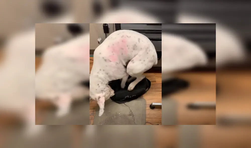 Desliza las imágenes para ver más detalles sobre esta escena que es viral en Facebook.