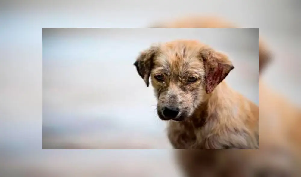 Perros son abandonados en una cueva sin comida y se llenan de garrapatas