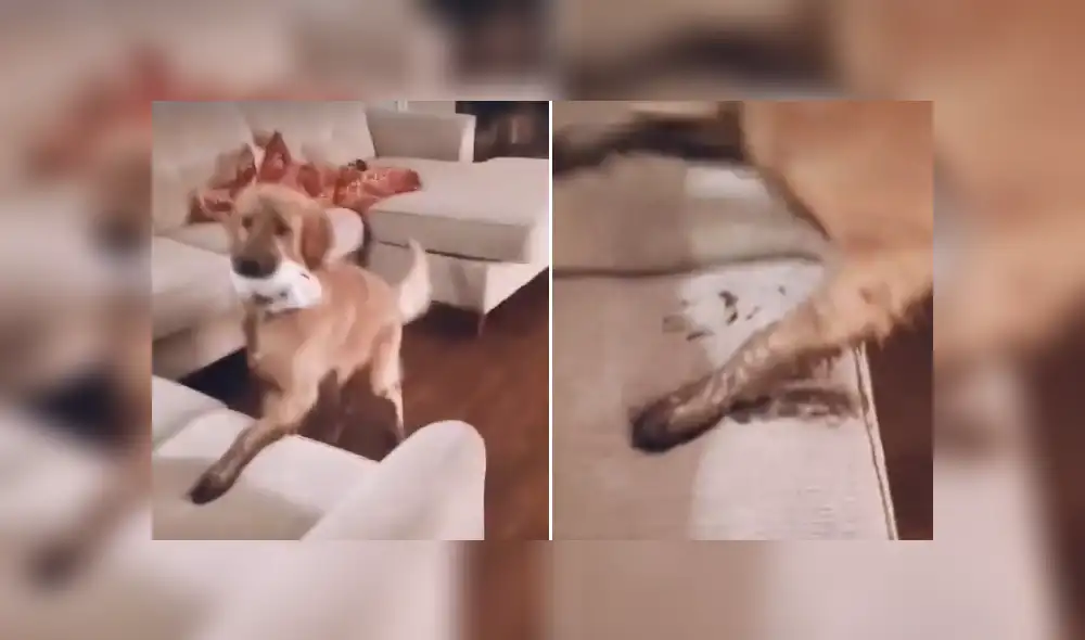 Desliza las imágenes para ver la travesura de este perro que ya es viral en Facebook. Desliza las imágenes para ver la travesura de este perro que ya es viral en Facebook.