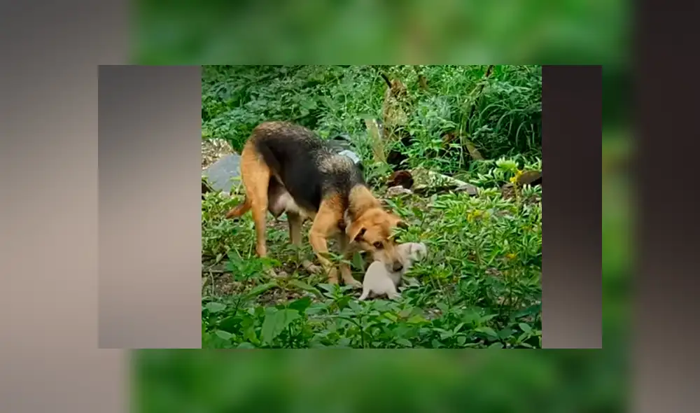 Desliza hacia la izquierda para ver el dramático momento en que los jóvenes rescatan a los perros. Video viral de YouTube.